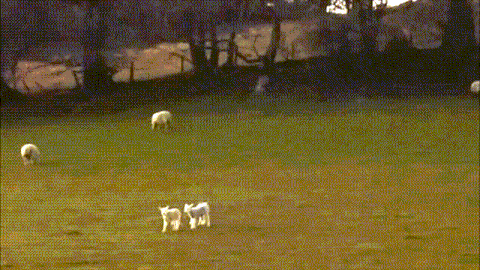 Skipping lambs at dusk