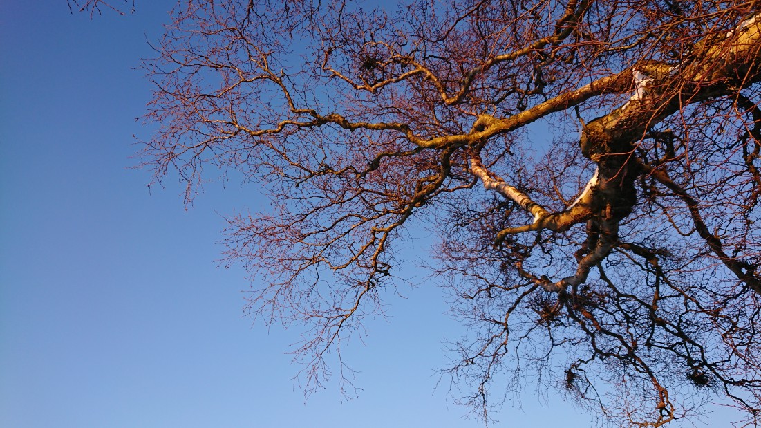 Blue spring sky. And a tree