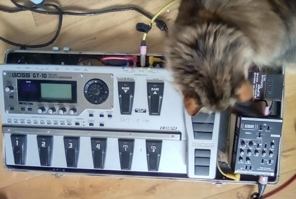 Dave's pedalboard. Kizzy the cat is not part of the setup