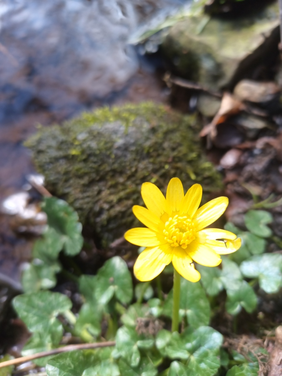 A celandine. Spring is definitely on the way!