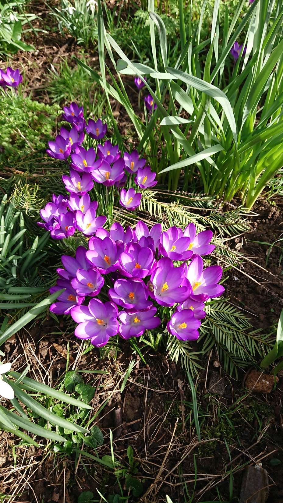 And now some crocuses