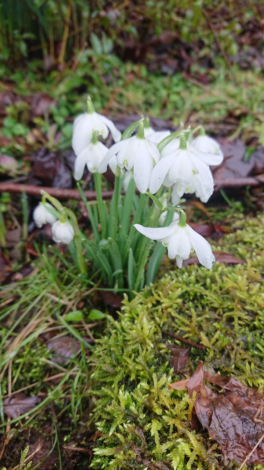 Snowdrops. Could Sring be on the way?